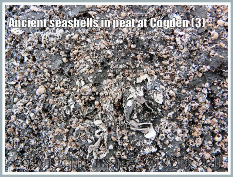Mostly gastropod shells found crushed between layers of an ancient peat block found on the shingle at Cogden Beach, Dorset, UK - part of the Jurassic Coast (3)