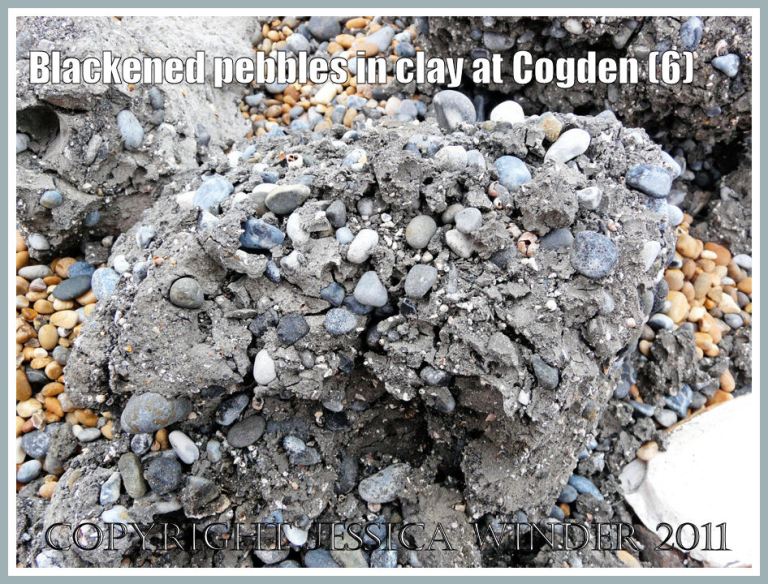 Blue and black pebbles embedded in a clay block found on the shingle bank at Cogden Beach, Dorset, UK - part of the Jurassic Coast (6)