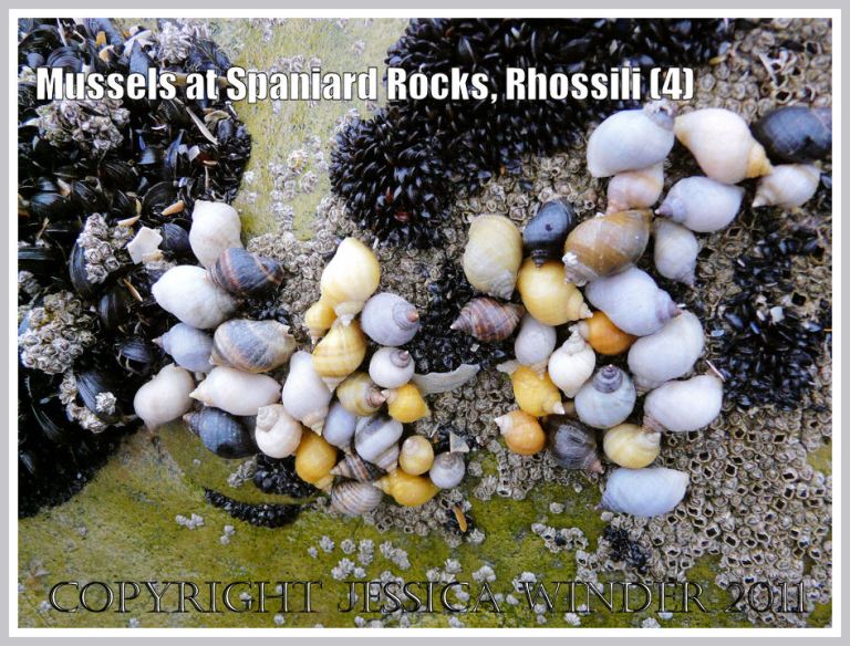 P1070617aBlog4 Dog whelks, Nucella lapillus (Linnaeus), feeding on young mussels and barnacles on Spaniard Rocks, Rhossili Bay, Gower, South Wales, UK (4) Dog whelks, Nucella lapillus (Linnaeus), feeding on young mussels and barnacles on Spaniard Rocks, Rhossili Bay, Gower, South Wales, UK (4)