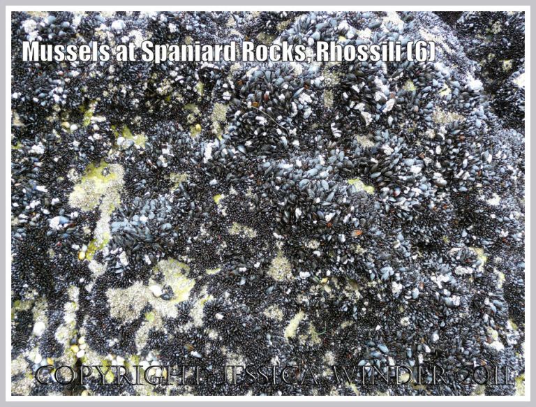 P1070619aBlog6 Common edible mussels, Mytilus edulis Linnaeus, on Spaniard Rocks, Rhossili Bay, Gower, South Wales, UK (6) Common edible mussels, Mytilus edulis Linnaeus, on Spaniard Rocks, Rhossili Bay, Gower, South Wales, UK (6)