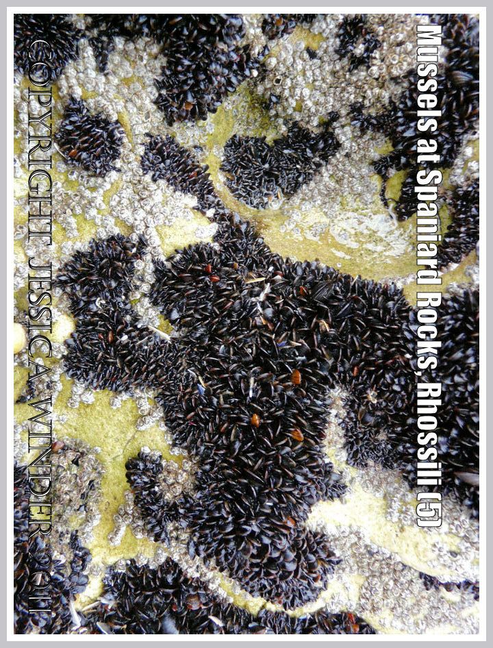 P1070620aBlog5 Irregular patches of common edible mussels with acorn barnacles on Spaniard Rocks, Rhossili Bay, Gower, South Wales, UK (5) Irregular patches of common edible mussels with acorn barnacles on Spaniard Rocks, Rhossili Bay, Gower, South Wales, UK (5)