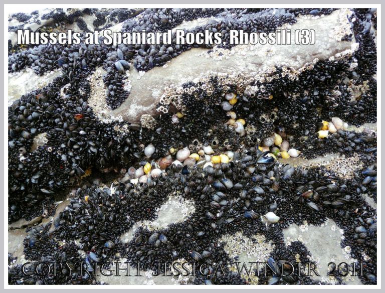 P1070702aBlog3 Common edible mussels, Mytilus edulis Linnaeus, growing at Spaniard Rocks, Rhossili Bay, Gower, South Wales, UK (3) Common edible mussels, Mytilus edulis Linnaeus, growing at Spaniard Rocks, Rhossili Bay, Gower, South Wales, UK (3)