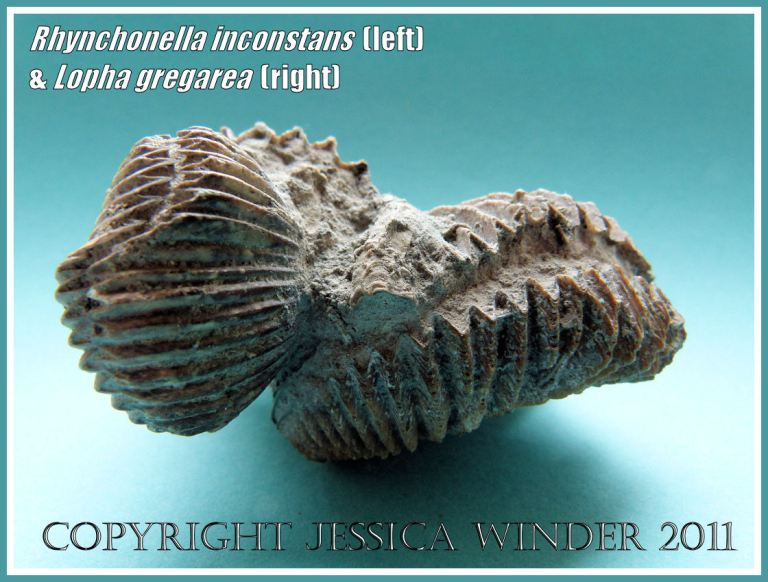 Rhynchonella inconstans and Lopha gregarea - two Jurassic Coast fossils, View 1