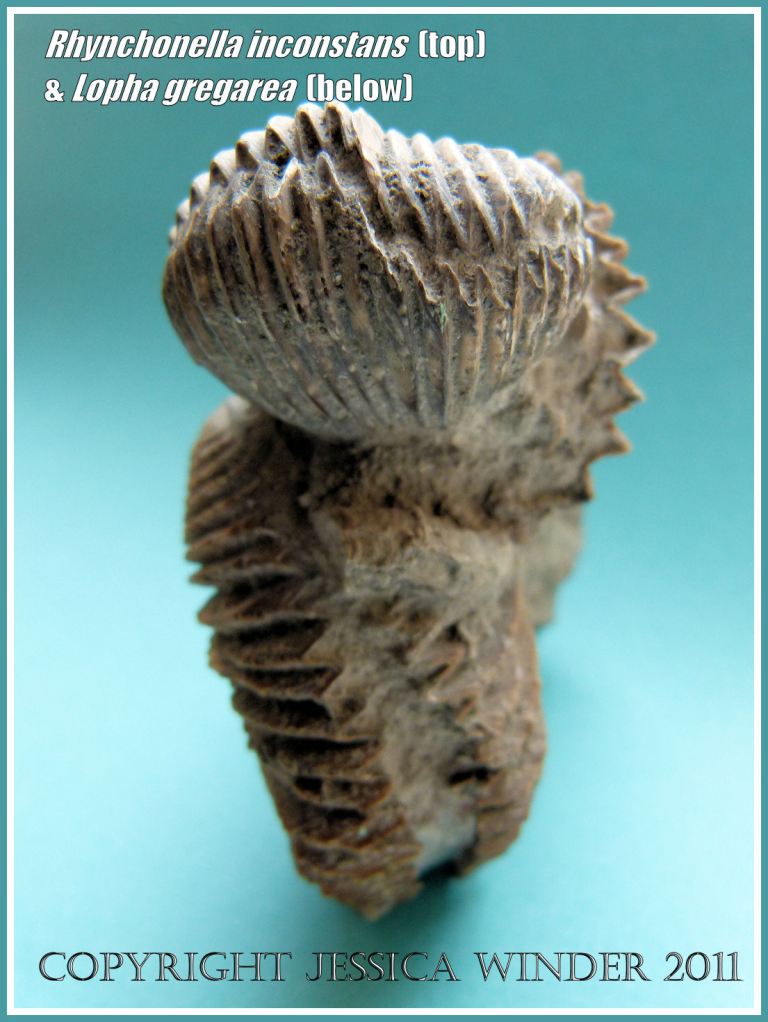 Rhynchonella inconstans and Lopha gregarea - two Jurassic Coast fossils, View 4