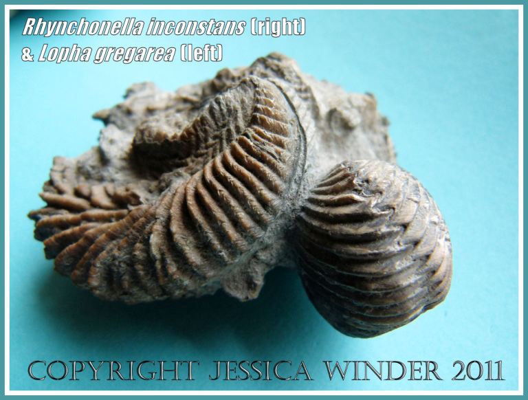 Rhynchonella inconstans and Lopha gregarea - two Jurassic Coast fossils, View 3