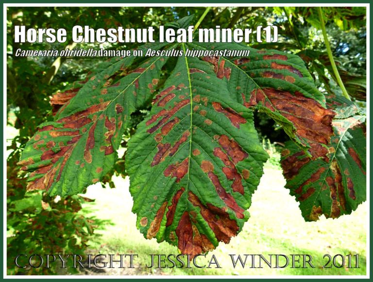 Horse Chestnut leaves (Aesculus hippocastanum) in Dorset, UK, damaged by leaf-mining caterpillars of the moth Cameraria ohridella - originally from Northern Greece (1)