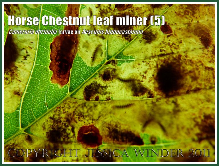 Close-up of damage in a Horse Chestnut leaf (Aesculus hippocastanum) caused by the tunnelling activities of the leaf-mining caterpillars of Cameraria ohridella - of which the outline shapes af several specimens can be seen beneath the surface (5)Photographed in transmitted light. 