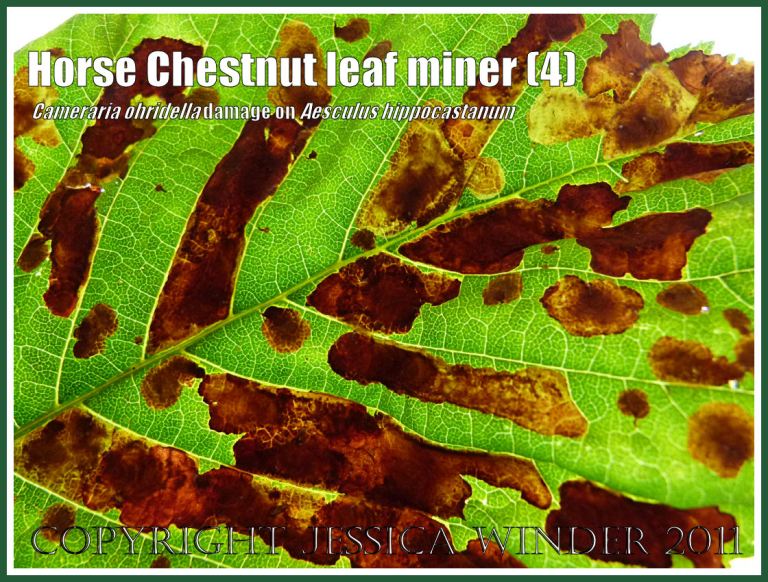 Close-up of the pattern of damage on a Horse Chestnut leaf (Aesculus hippocastanum) caused by the tunnelling activities of the leaf-mining caterpillars of the moth Cameraria ohridella (4) Photographed in transmitted light.