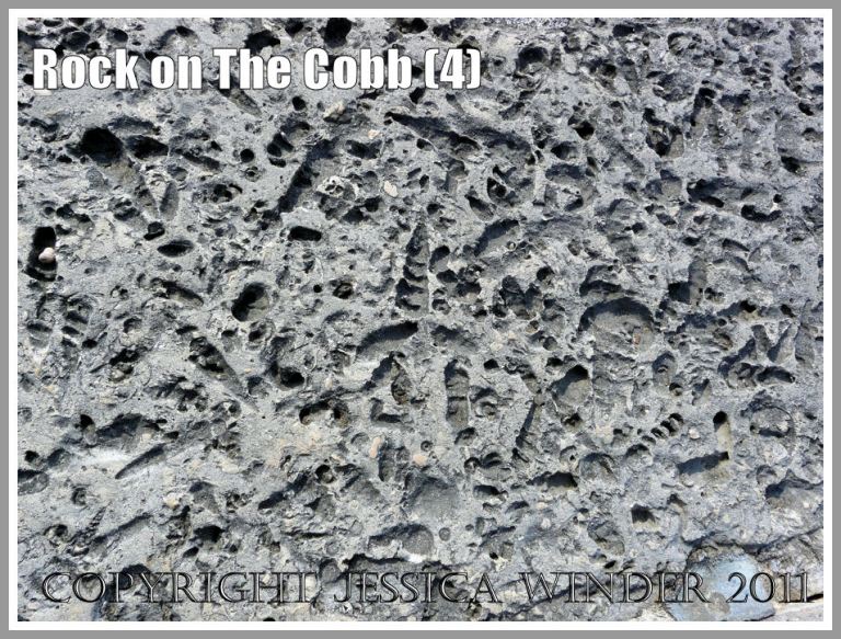 Fossil rock used for building: Fossil shells embedded in the Portland Roach stone used in the building of The Cobb around the harbour at Lyme Regis, Dorset, UK on the Jurassic Coast (4)