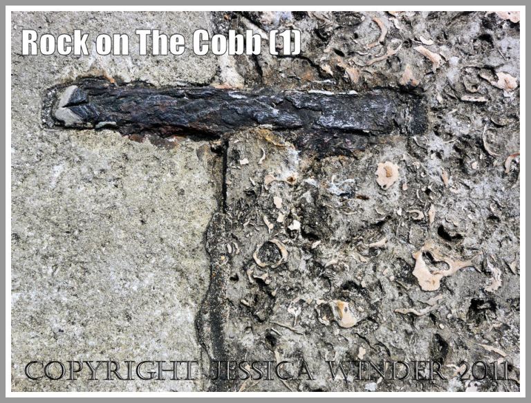 Portland Roach on the Cobb: Detail of the Portland Roach limestone blocks from The Cobb, Lyme Regis, Dorset, UK on the Jurassic Coast (1)
