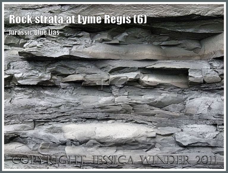 Lower Jurassic Blue Lias rock strata pattern and texture in the cliff at Chippel Bay, Lyme Regis, Dorset, UK, on the Jurassic Coast World Heritage Site (6)