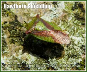 Hawthorn Shieldbug, Acanthosoma haemorrhoidale (L.), resting on a lichen-covered beech tree trunk, Dorset, UK.