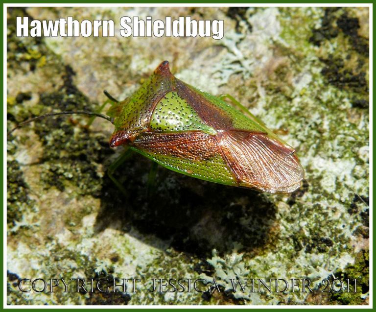 Hawthorn Shieldbug, Acanthosoma haemorrhoidale (L.), resting on a lichen-covered beech tree trunk, Dorset, UK.