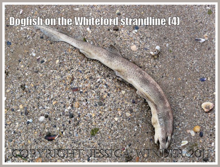 Lesser Spotted Dogfish, Scyliorhinus caniculus (Linnaeus), on the strandline at Whiteford Sands, Gower, South Wales, UK (4)