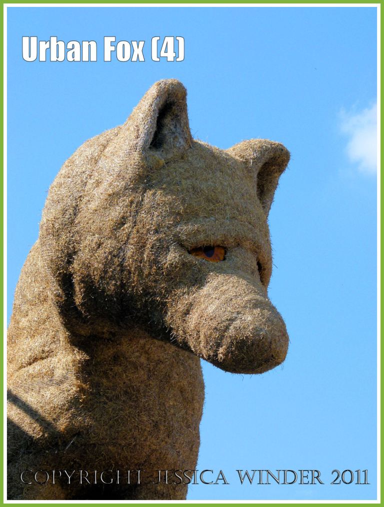 Huge fox on South Bank: Huge fox sculpture on London's South Bank - made of straw by Pirate Technics as part of the celebrations for the anniversary of the Festival of Britain (4)