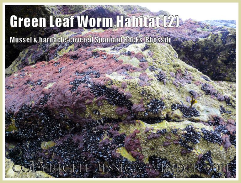 Green Leaf Worm habitat - Spaniard Rocks, Rhossili, Gower, encrusted with red seaweed, mussels and barnacles in April 2009 (2)