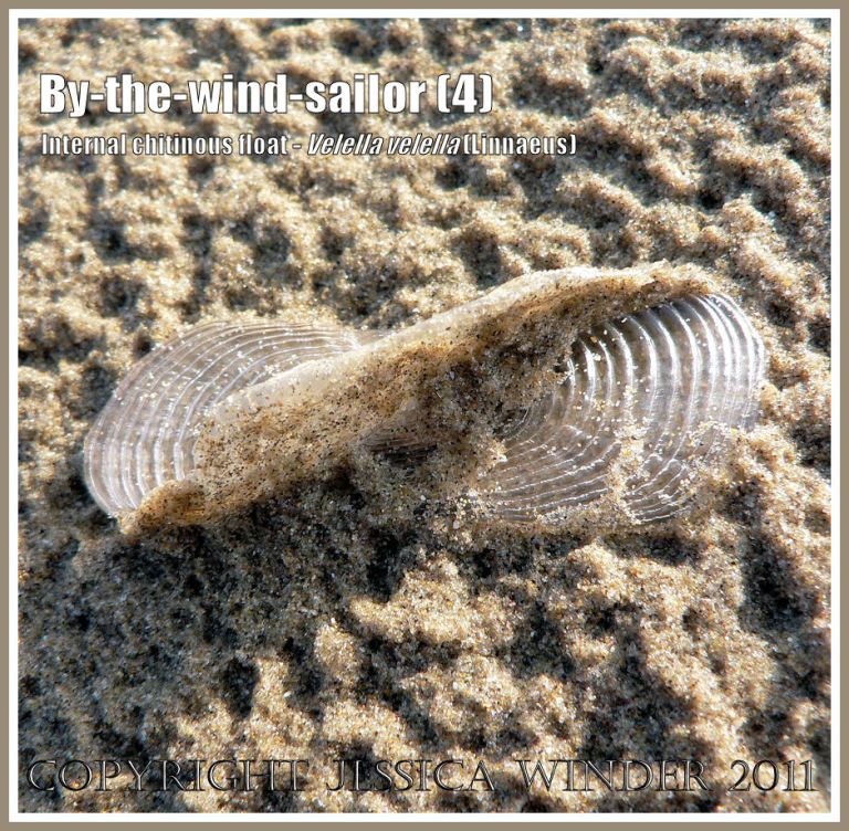 By-the-wind-sailor chitinous float, Velella velella (Linnaeus), on the strandline of Rhossili Beach, Gower, South Wales, UK (4)