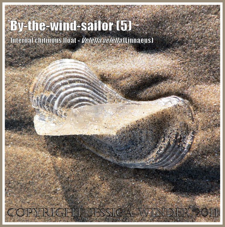 By-the-wind-sailor chitinous float, Velella velella (Linnaeus), on the strandline of Rhossili Beach, Gower, South Wales, UK (5)