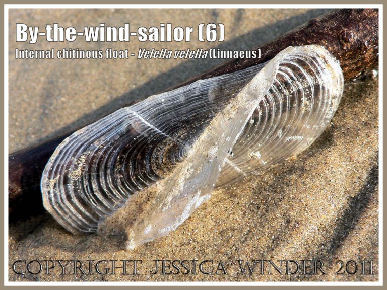 By-the-wind-sailor chitinous floats, Velella velella (Linnaeus), on the strandline of Rhossili Beach, Gower, South Wales, UK (6)