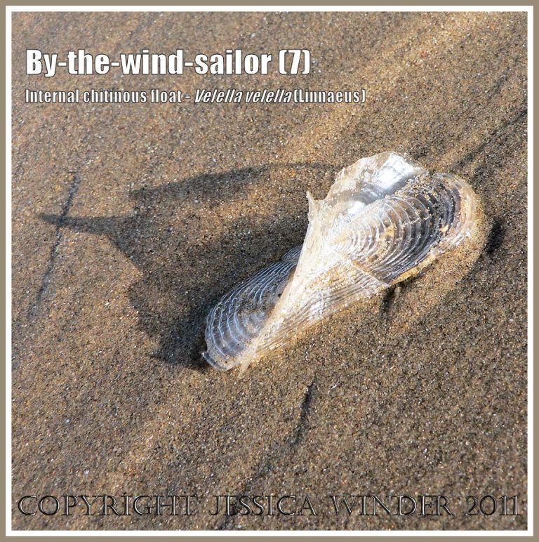 By-the-wind-sailor chitinous float, Velella velella (Linnaeus), on the strandline of Rhossili Beach, Gower, South Wales, UK (7)