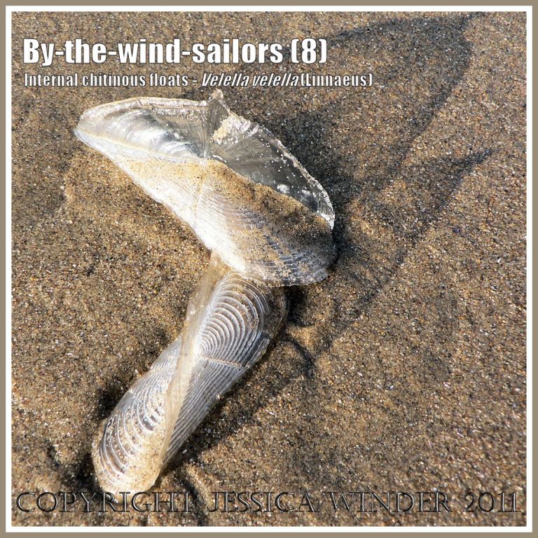 By-the-wind-sailor chitinous floats, Velella velella (Linnaeus), on the strandline of Rhossili Beach, Gower, South Wales, UK (8)