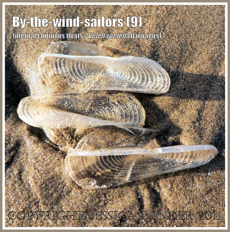 By-the-wind-sailor chitinous floats, Velella velella (Linnaeus), on the strandline of Rhossili Beach, Gower, South Wales, UK (9)