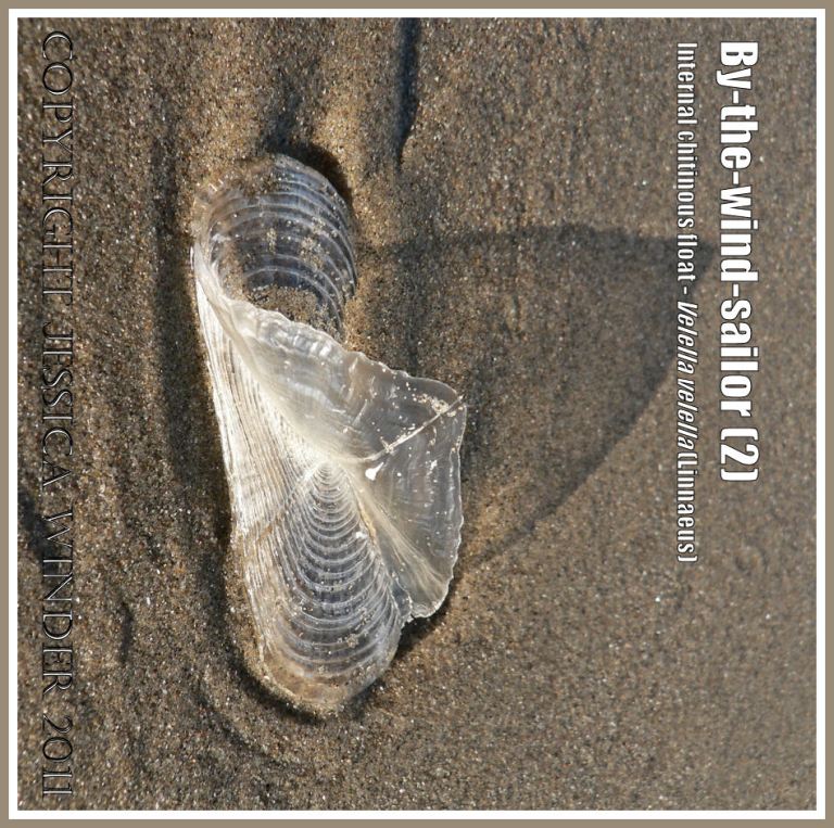 By-the-wind-sailor chitinous float, Velella velella (Linnaeus), on the strandline of Rhossili Beach, Gower, South Wales, UK (2)