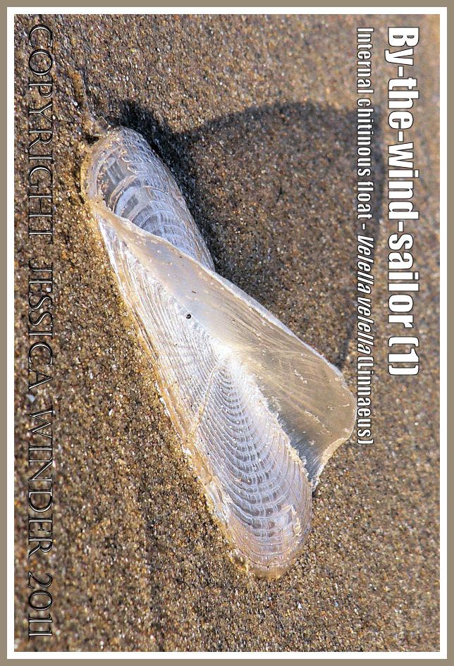 By-the-wind-sailor chitinous float, Velella velella (Linnaeus), on the strandline of Rhossili Beach, Gower, South Wales, UK (1)
