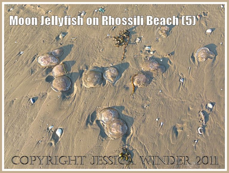 Several Moon Jellyfish, Aurelia aurita (Linnaeus), stranded on the sandy beach at Rhossili Bay, Gower, South Wales, UK (5)