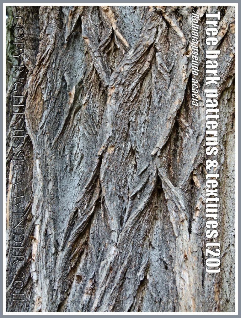 False Acacia, Robinia pseudoacacia, tree bark pattern and texture (20)