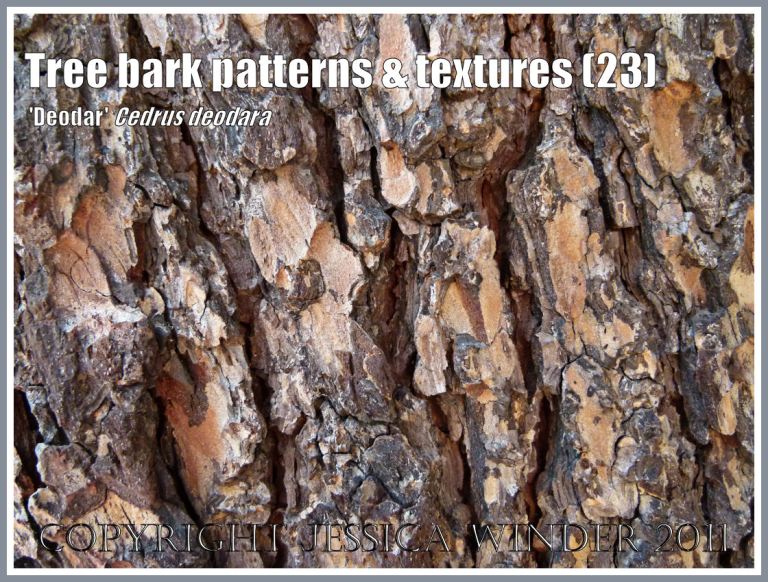 Deodar Cedar, Cedrus deodara, tree bark pattern and texture in the (23)