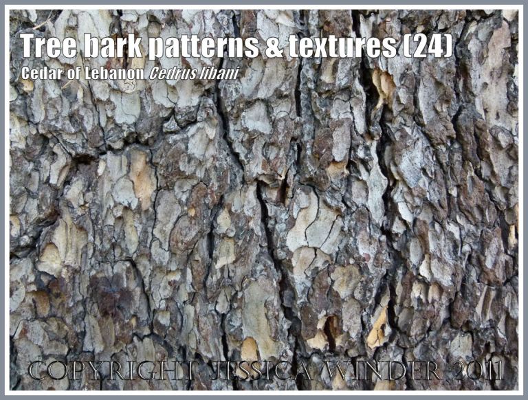 Cedar of Lebanon, Cedrus libani, tree bark pattern and texture in (24)