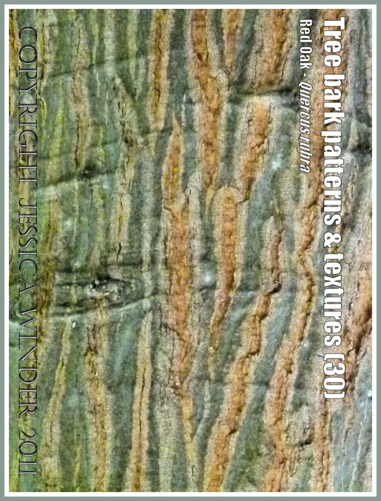 P1060293QuercusRubraBlog30 Bark pattern and texture in Red Oak (Quercus rubra) (30) Bark pattern and texture in Red Oak (Quercus rubra) (30)