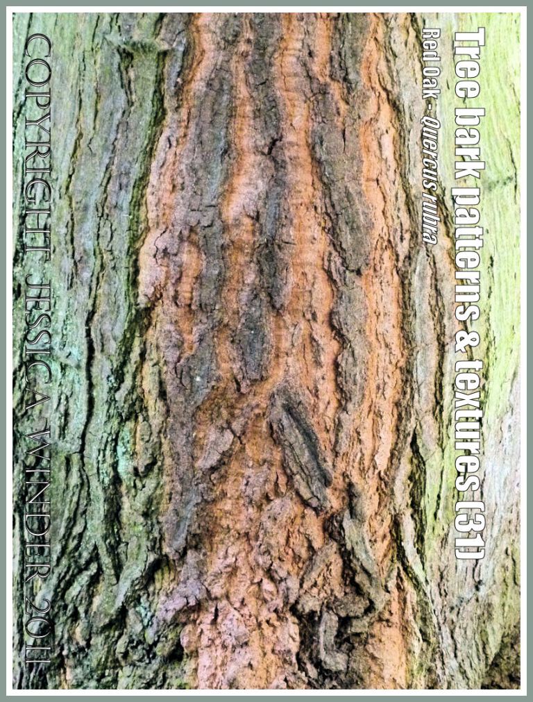 P1060298QuercusRubraBlog31 Bark pattern and texture in Red Oak (Quercus rubra) (31) Bark pattern and texture in Red Oak (Quercus rubra) (31)
