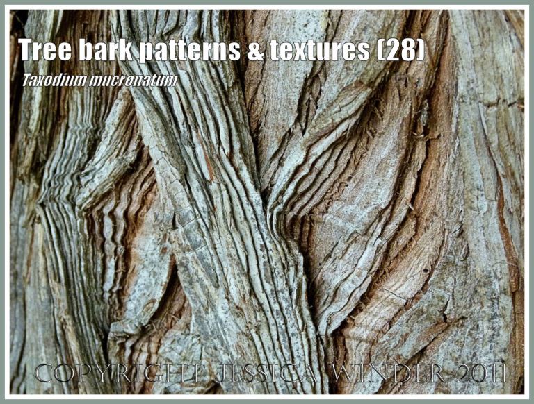 P1060360aToxodiumMucronatumBlog28 Bark pattern and texture in Toxodium mucronatum (28) Bark pattern and texture in Toxodium mucronatum (28)