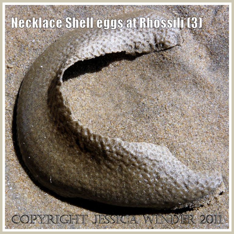 P1070414aBlog3 The egg mass of the Necklace or Moon Shell, Polinices catenus (da Costa), on the sand of Rhossili Bay, Gower, South Wales (3) The egg mass of the Necklace or Moon Shell, Polinices catenus (da Costa), on the sand of Rhossili Bay, Gower, South Wales (3)