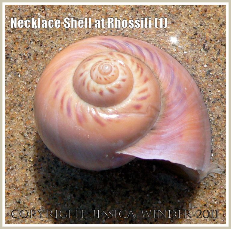 P1070446aBlog1 Living Necklace or Moon Shell, Polinices catenus (da Costa), on the sandy shore of Rhossili Bay, Gower, South Wales (1) Living Necklace or Moon Shell, Polinices catenus (da Costa), on the sandy shore of Rhossili Bay, Gower, South Wales (1)