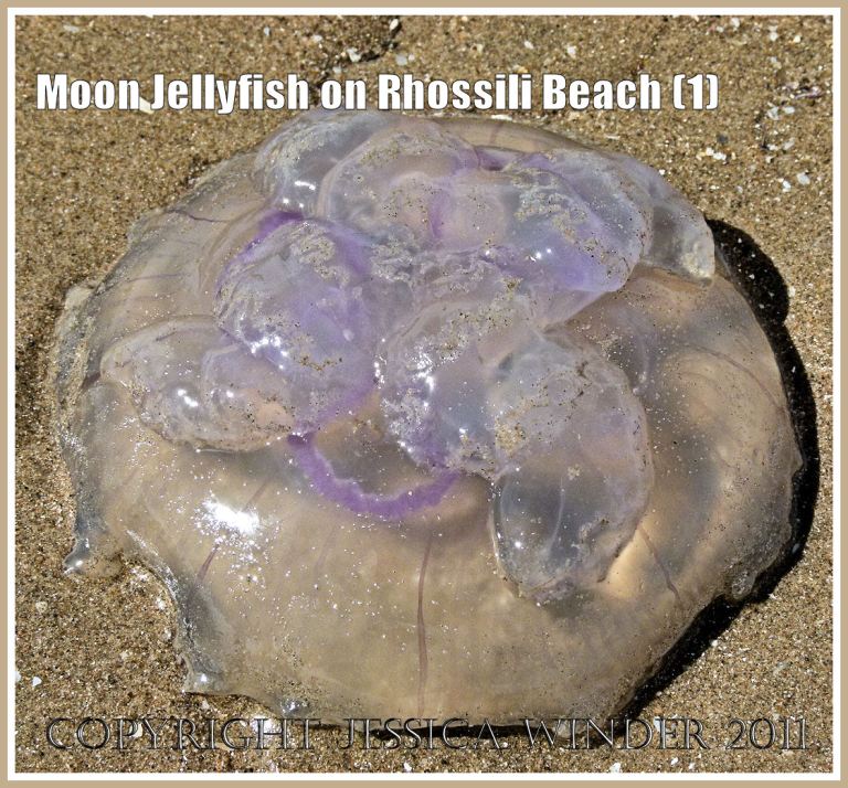 Moon Jellyfish, Aurelia aurita (Linnaeus), stranded on the sandy beach at Rhossili Bay, Gower, South Wales, UK (1)