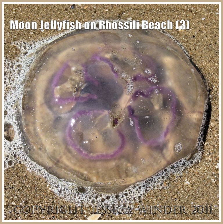 Moon Jellyfish, Aurelia aurita (Linnaeus), stranded on the sandy beach at Rhossili Bay, Gower, South Wales, UK (3)