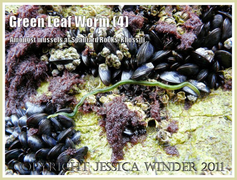 Green Leaf Worm, Eulalia viridis (Linnaeus), on mussels and barnacles encrusting limestone cliffs at Spaniard Rocks, north end of Rhossili Bay, Gower, South Wales.UK (4)