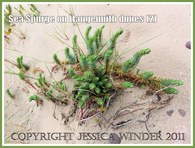 Sea Spurge, Euphorbia paralias Linnaeus, on sand dunes of Llangennith Burrows backing onto Rhossili Bay, Gower, South Wales, UK (2)