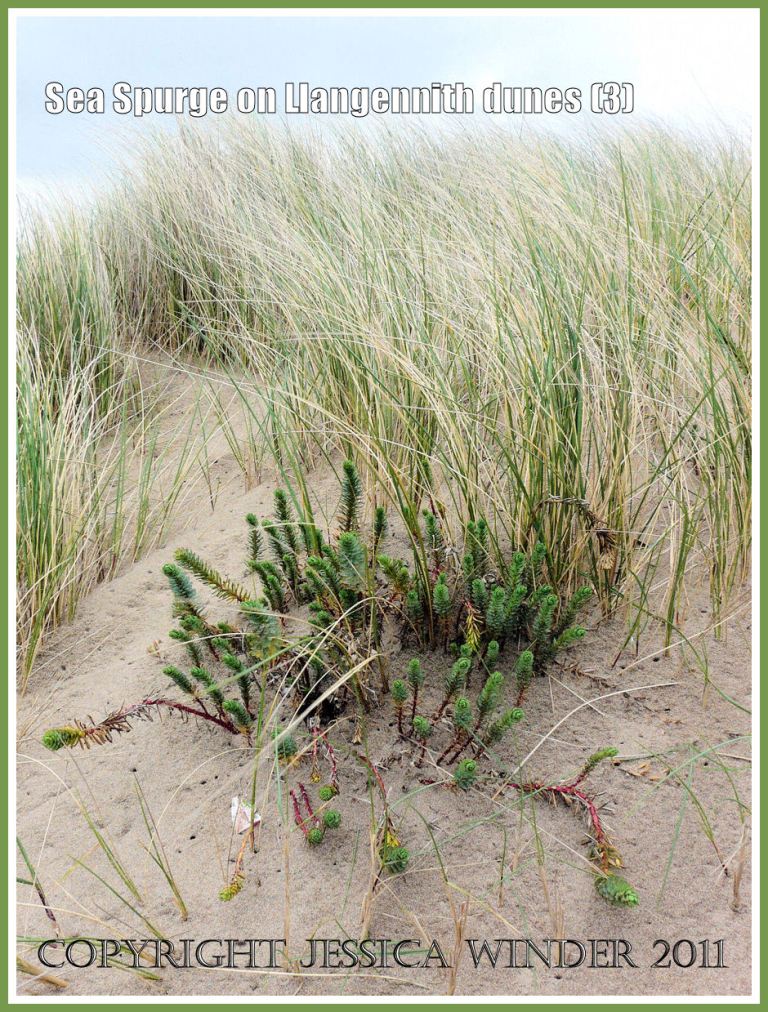 Sea Spurge, Euphorbia paralias Linnaeus, on sand dunes at Llangennith Burrows backing onto Rhossili Bay, Gower, South Wales, UK (3)
