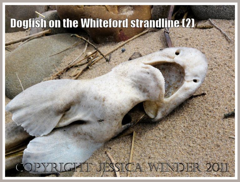 Lesser Spotted Dogfish, Scyliorhinus caniculus (Linnaeus), on the strandline at Whiteford Sands, Gower, South Wales, UK (2)