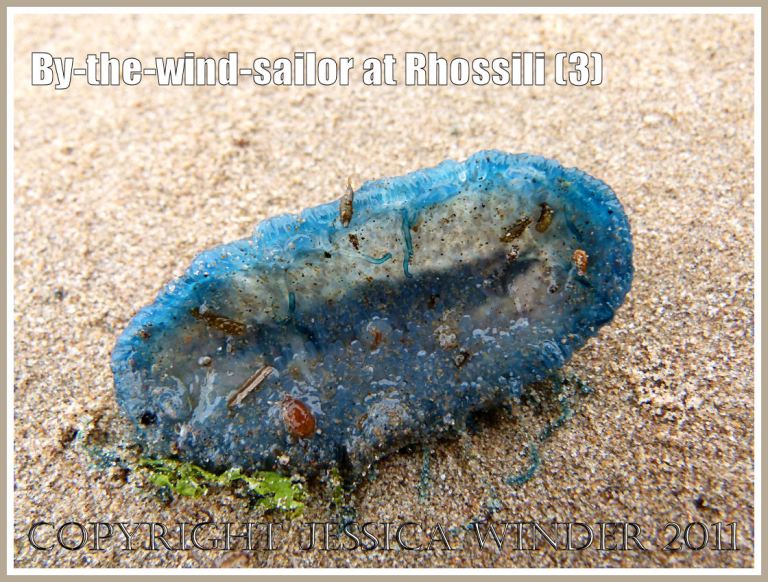 P1090355aBlog3 By-the-wind-sailor, Velella velella (Linnaeus), undersurface of the bright blue oval jelly-like body with fringe of tentacles, washed ashore on the sandy beach at Rhossili, Gower, South Wales, UK (3) By-the-wind-sailor, Velella velella (Linnaeus), undersurface of the bright blue oval jelly-like body with fringe of tentacles, washed ashore on the sandy beach at Rhossili, Gower, South Wales, UK (3)
