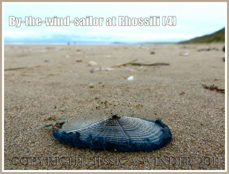 P1090359aBlog4 By-the-wind-sailor, Velella velella (Linnaeus), with bright blue oval jelly-like body and transparent chitinous float, washed ashore on the sandy beach at Rhossili, Gower, South Wales, UK (4) By-the-wind-sailor, Velella velella (Linnaeus), with bright blue oval jelly-like body and transparent chitinous float, washed ashore on the sandy beach at Rhossili, Gower, South Wales, UK (4)