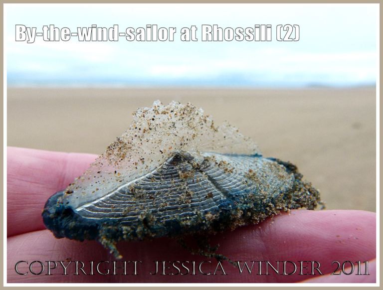 P1090363aBlog2 By-the-wind-sailor, Velella velella (Linnaeus), with bright blue oval jelly-like body and transparent chitinous float, washed ashore on the sandy beach at Rhossili, Gower, South Wales, UK (2) By-the-wind-sailor, Velella velella (Linnaeus), with bright blue oval jelly-like body and transparent chitinous float, washed ashore on the sandy beach at Rhossili, Gower, South Wales, UK (2)