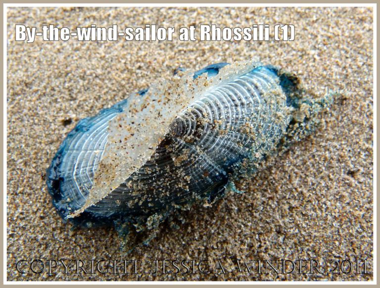 P1090364aBlog1 By-the-wind-sailor, Velella velella (Linnaeus), with bright blue oval jelly-like body and transparent chitinous float, washed ashore on the sandy beach at Rhossili, Gower, South Wales, UK (1) By-the-wind-sailor, Velella velella (Linnaeus), with bright blue oval jelly-like body and transparent chitinous float, washed ashore on the sandy beach at Rhossili, Gower, South Wales, UK (1)