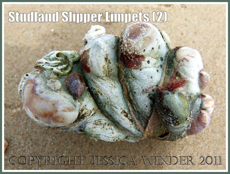 Slipper Limpets, Crepidula fornicata (Linnaeus), growing attached together in a clump, washed ashore on Studland Beach, Dorset, UK. (2)