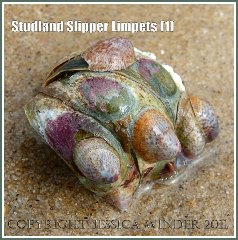 Slipper Limpets, Crepidula fornicata (Linnaeus), growing attached together in a clump, washed ashore on Studland Beach, Dorset, UK. (1)