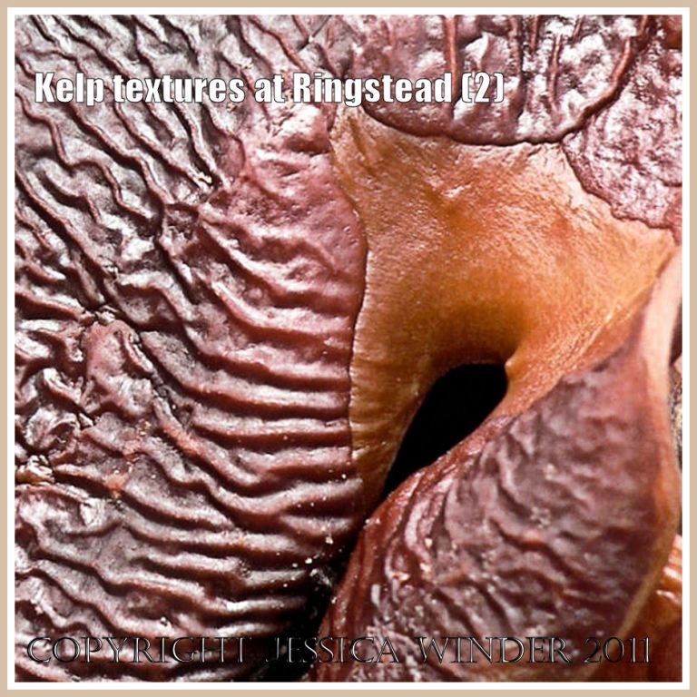 The wrinkled leathery texture of the wavy-edged stem of some kelp drying out on the beach at Ringstead Bay, Dorset, UK (2)